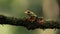 Red-eyed Tree Frog in Costa Rica