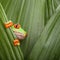 Red eyed tree frog curious animal green background