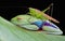 Red-eyed tree frog with hopper