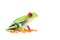 Red-eyed tree frog isolated