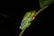 Red Eyed Tree Frog mating - Costa Rica America