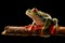 Red eyed tree frog at night on a twig in the rain forest of Costa Rica
