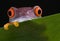 Red-eyed tree frog peek-a-boo 2