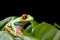 Red-eyed tree frog on plant