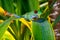 Red-eyed tree frog playing in the yellow light