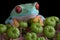 Red-eyed tree frog on poke weed