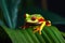 red-eyed tree frog resting on a leaf