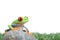 Red-eyed tree frog on rock