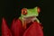 Red eyed tree frog sat inside red tulip