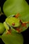 Red eyed tree frog sitting on leaf with black background