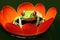 a red-eyed tree frog sitting on a vibrant lily pad in a tropical setting