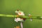 Red Eyed Tree Frog - Studio Captured Image
