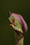 Red Eyed Tree Frog - Studio Captured Image