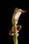 Red Eyed Tree Frog - Studio Captured Image