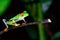 Red eyed tree frog on a twig