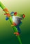 Red-Eyed Tree Frog on Vine