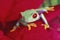 Red-eyed Treefrog