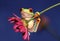 Red-eyed Treefrog on Flower