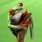 Red eyed treefrog macro isolated