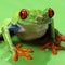 Red eyed treefrog macro isolated