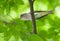 Red-eyed Vireo