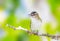 Red Eyed Vireo perched on a dead stick