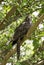 Red eyes brown white dot feather bird