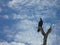 Red-face Cormorant perched at top of dead tree in Holbox, Mexico