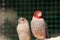 Red face finches