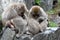 Red face japanese macaque or snow monkey