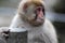 Red face japanese macaque or snow monkey