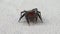 Red face jumping spider cleaning its back side legs