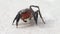 Red face jumping spider moving its pedipalps and leaving