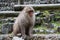 Red face wild monkey at Jigokudani Monkey Park in Yamanouchi, Na