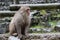 Red face wild monkey at Jigokudani Monkey Park in Yamanouchi, Na