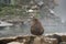 Red face wild monkey at Jigokudani Monkey Park in Yamanouchi, Na