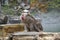 Red face wild monkey at Jigokudani Monkey Park in Yamanouchi, Nagano Japan