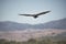 Red faced California Condor soaring