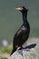 Red-faced cormorant sitting on a rock near the colony summer