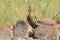 Red Faced Mouse Bird sitting on a rock at waterhole in the Kalahari