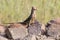 Red Faced Mouse Bird sitting on a rock at waterhole in the Kalahari