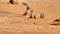 Red-faced mousebirds on the ground