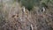 Red-faced mousebirds in a tree