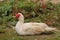 Red Faced Muscovy Duck.