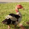 Red faced Muscovy duck outside on grass