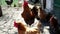 A red-faced rooster walks among hens in a rural yard. A rooster flaps its wings