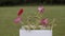 Red fading flower grows in white pot and sways strongly in the wind.