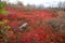 Red fall foliage in heath barrens on Moosic Mountain, Pennsylvania