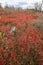 Red fall foliage in heath barrens on Moosic Mountain, Pennsylvania