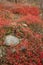 Red fall foliage in heath barrens on Moosic Mountain, Pennsylvania